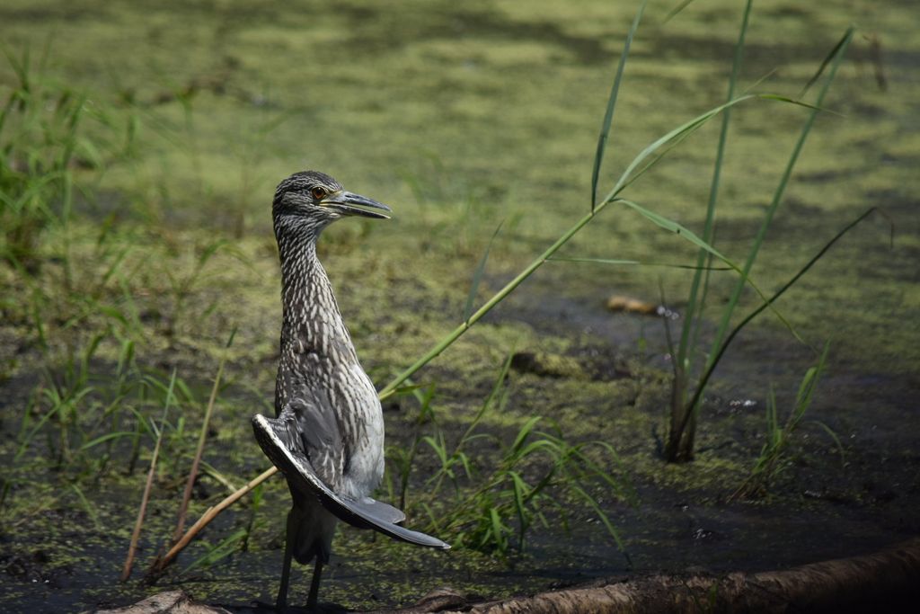 Yellow crowned night heron juvenile