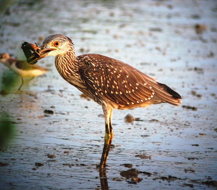 YELLOW-CROWNED NIGHT HERON.