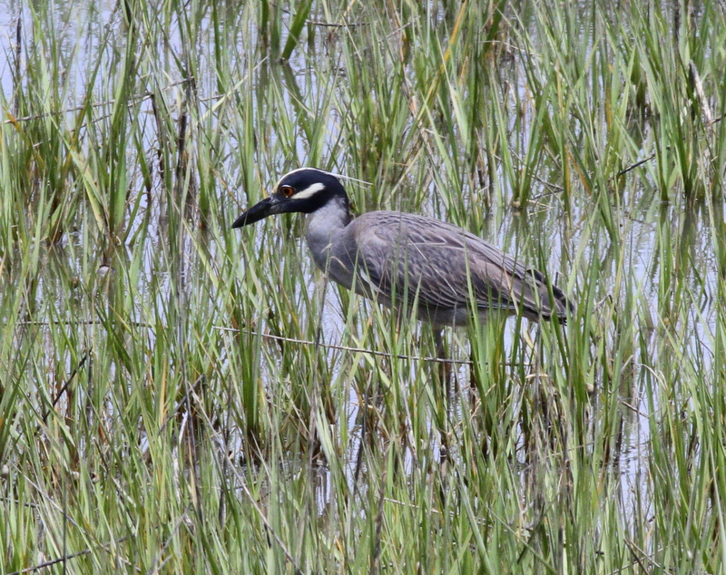 Yellow-crowned Night-Heron