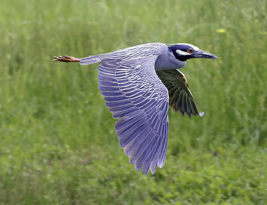 Yellow-crowned Night Heron