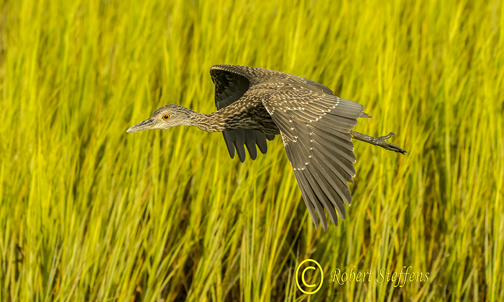 Yellow-crowned Night Heron