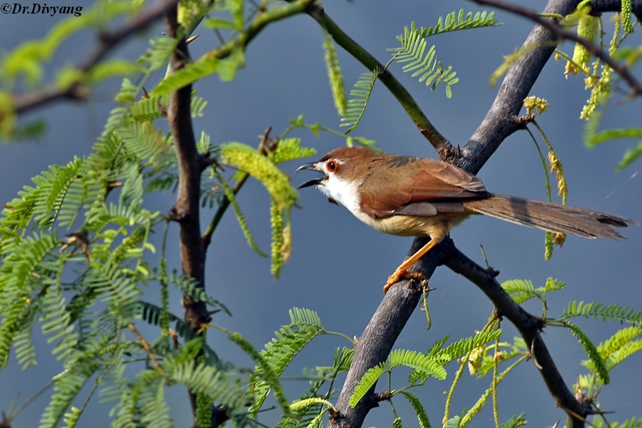 Yellow eyed babbler