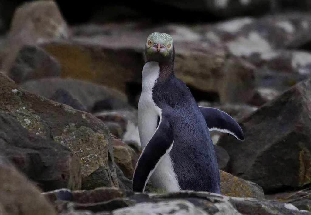 yellow eyed penguin