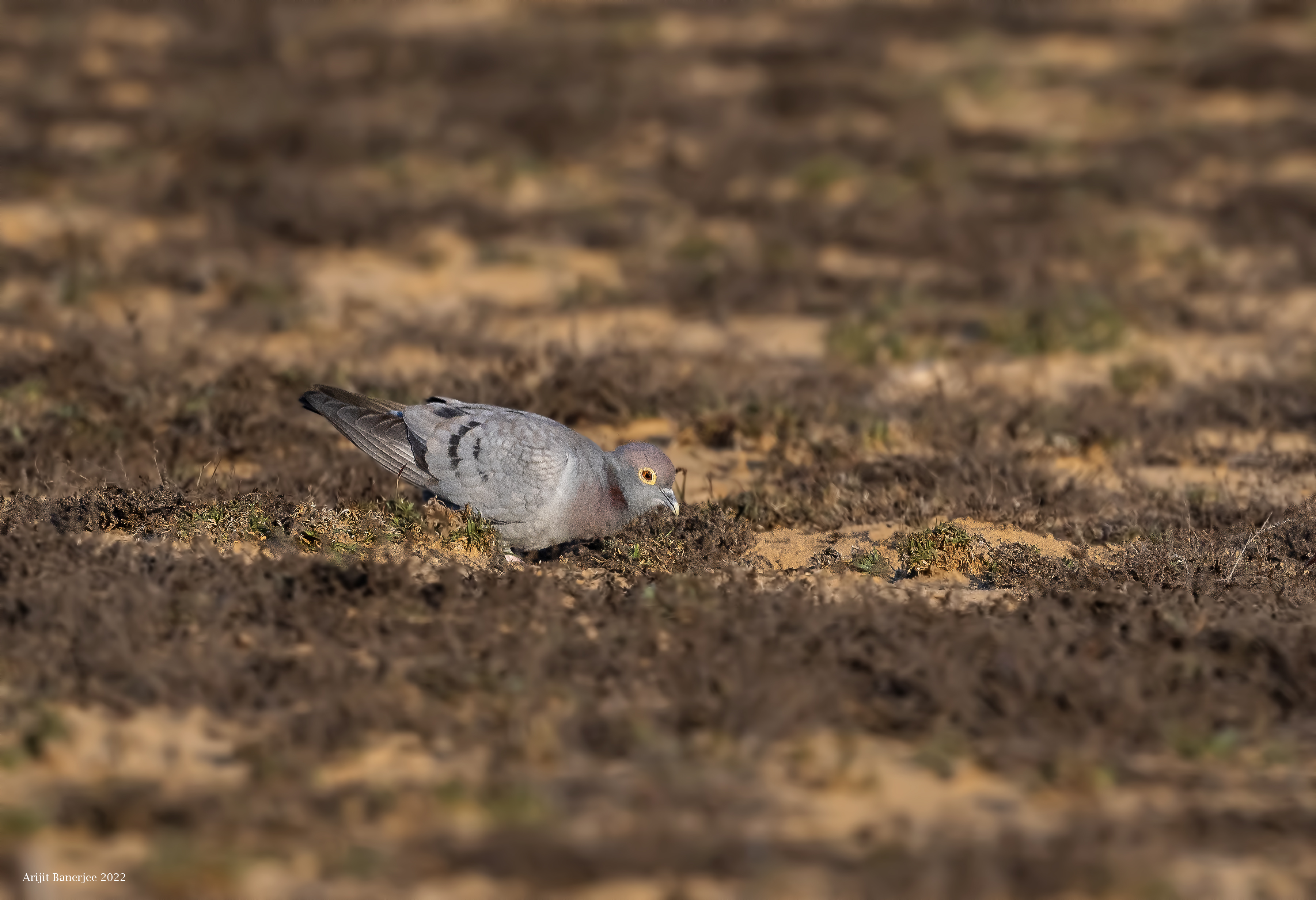 Yellow-eyed Pigeon