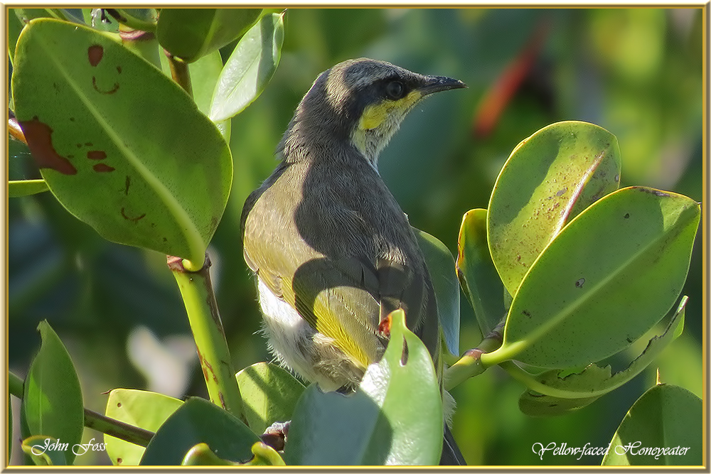 Yellow-faced Honeyeater