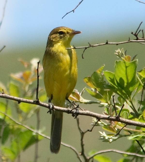 Yellow Flycatcher Warbler