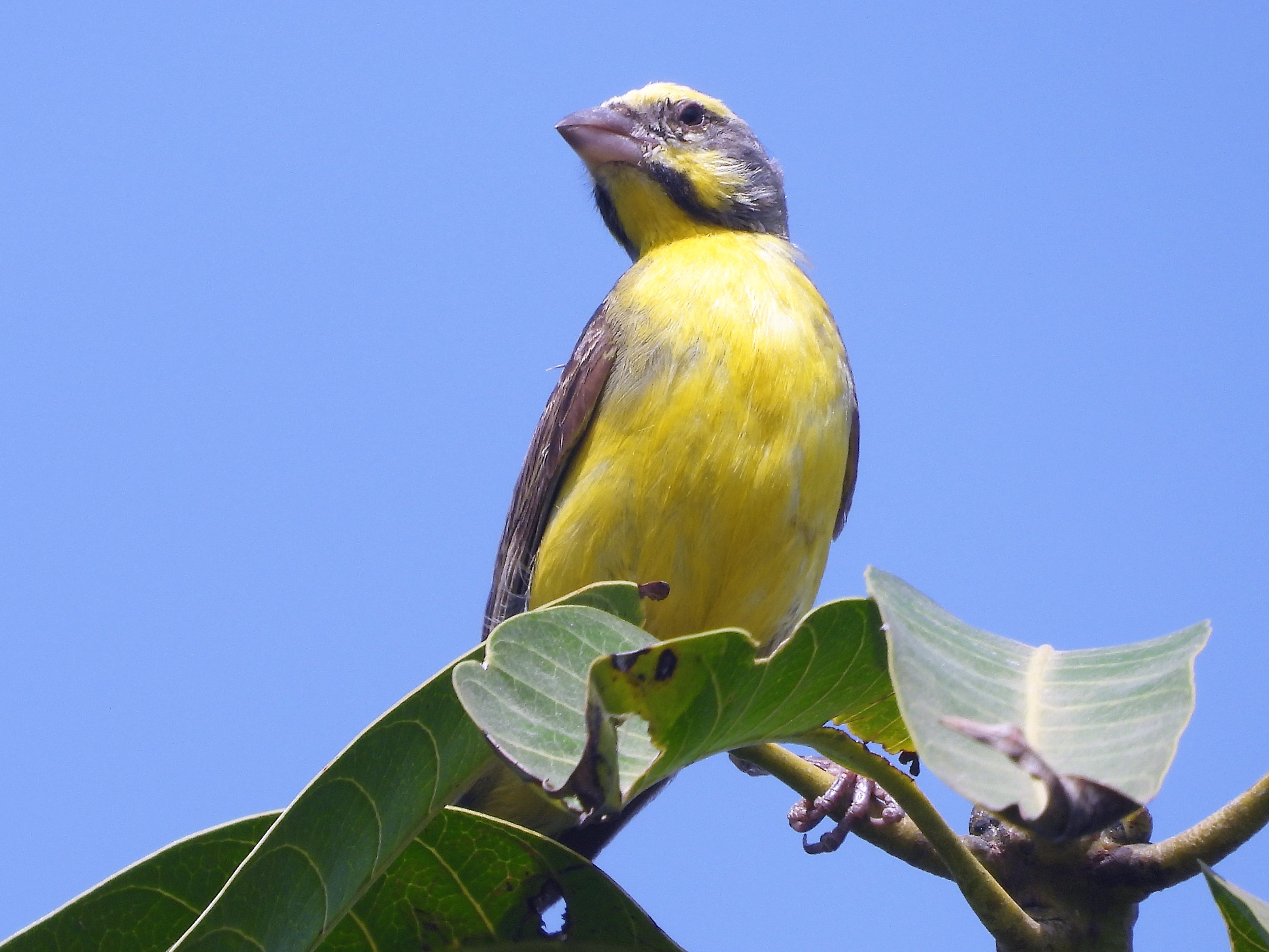 Yellow-Fronted Canary