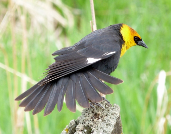 Yellow-headed Blackbird