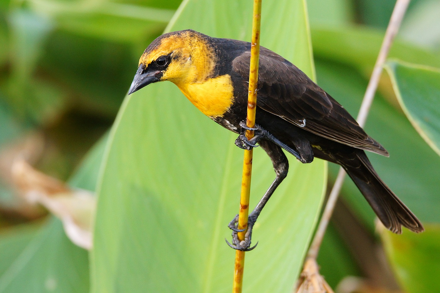 Yellow-headed blackbird