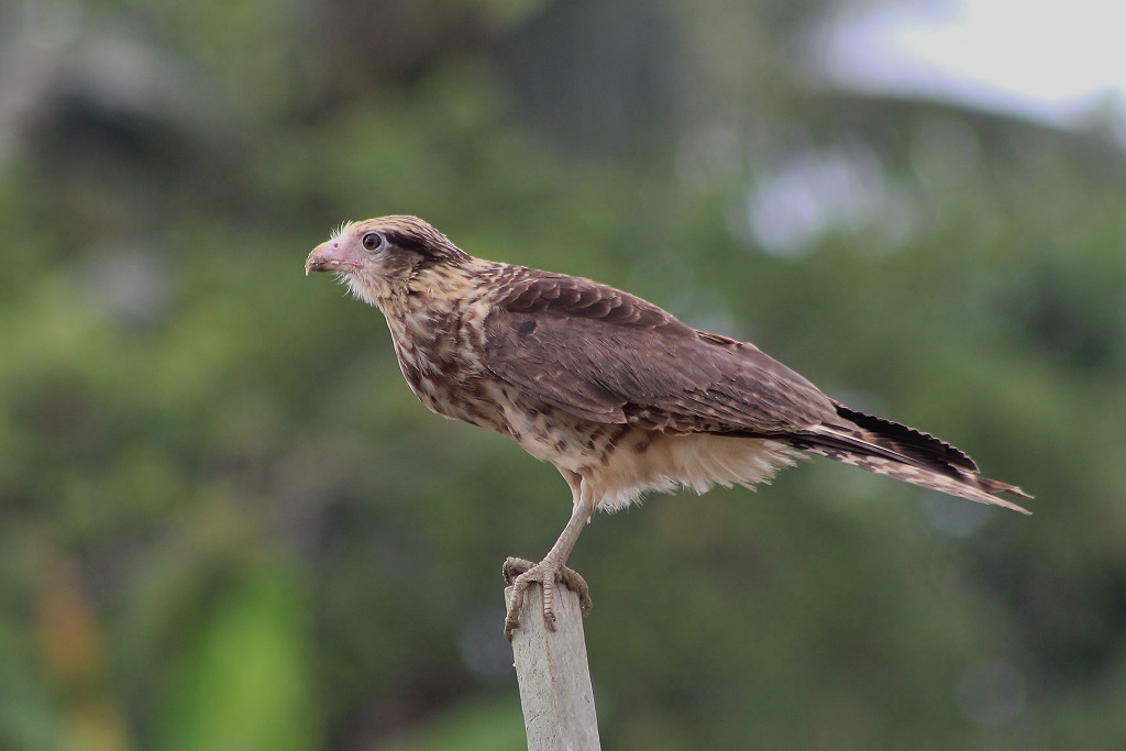 Yellow - headed Caracara (juvenile)