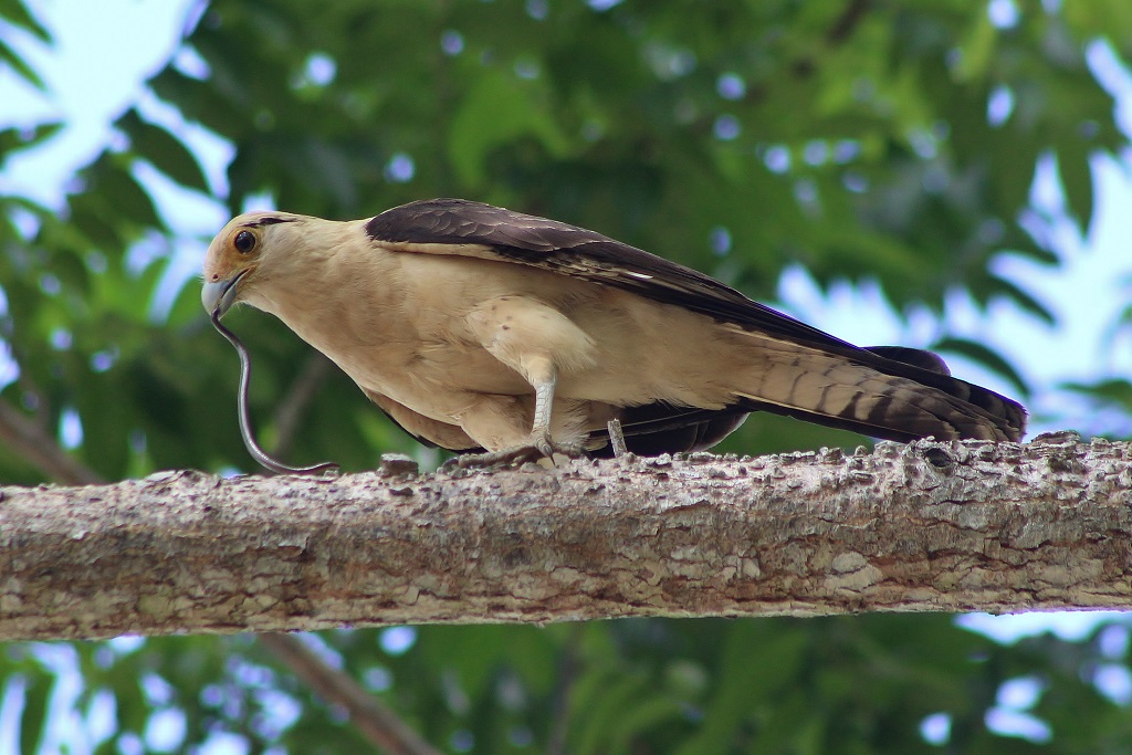 Yellow - headed Caracara