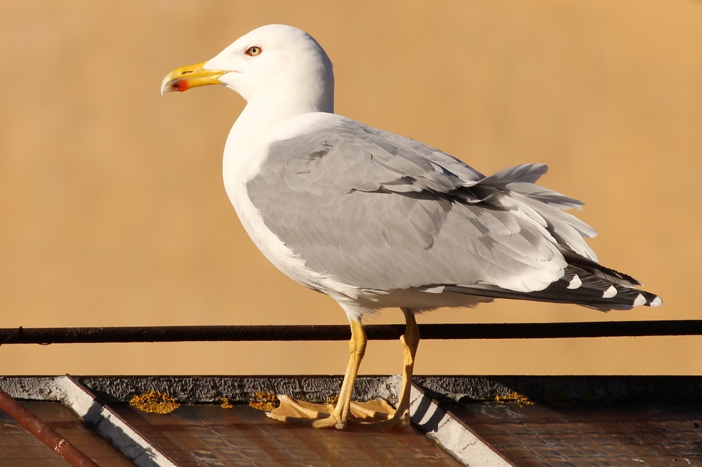 yellow-legged gull