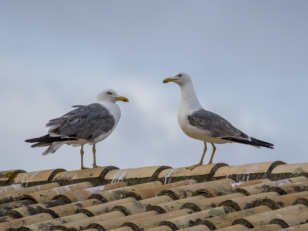 Yellow-legged Gulls