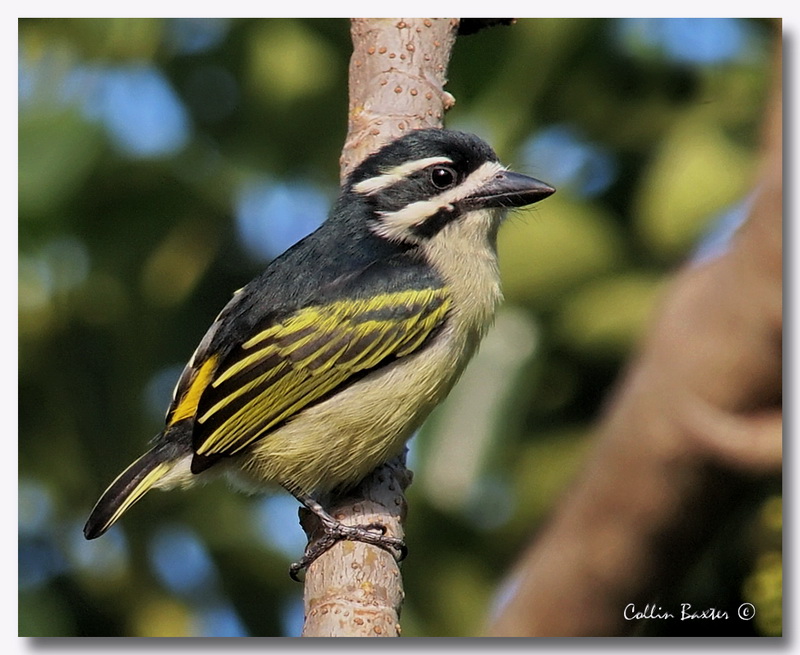 Yellow Rumped Tinker Bird.