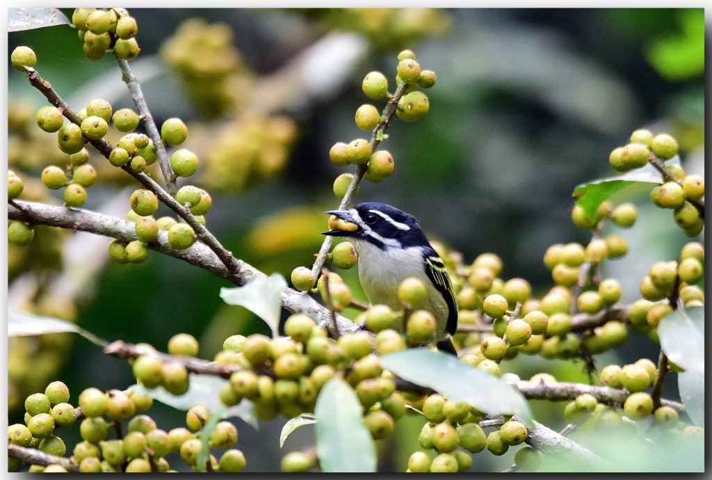 Yellow-rumped Tinkerbird