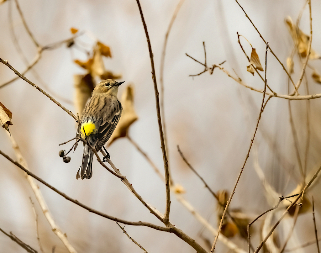 Yellow-rumped Warbler.jpg