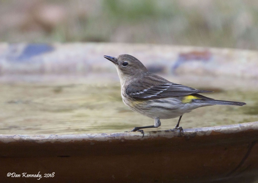 Yellow-rumped Warbler