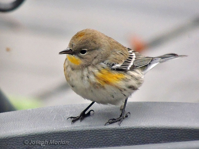 Yellow-rumped Warbler