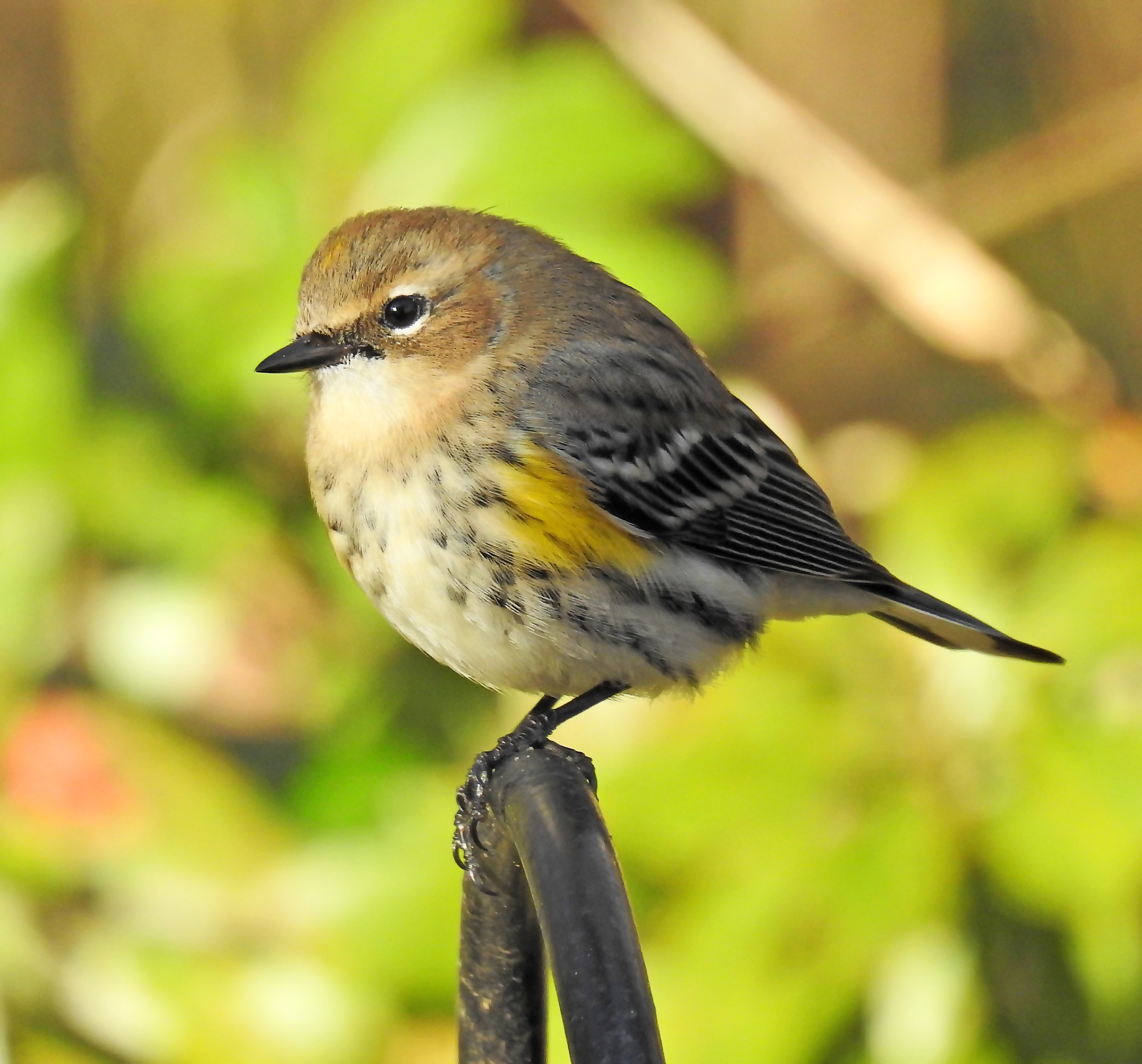 Yellow-rumped warbler