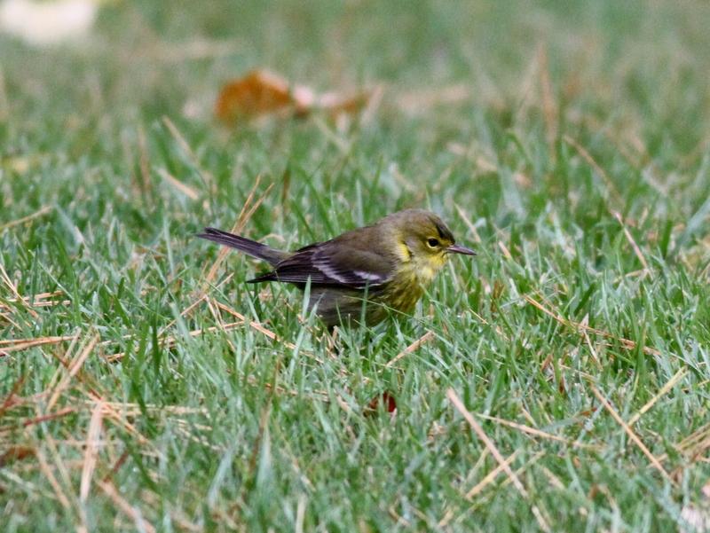 Yellow-rumped Warbler