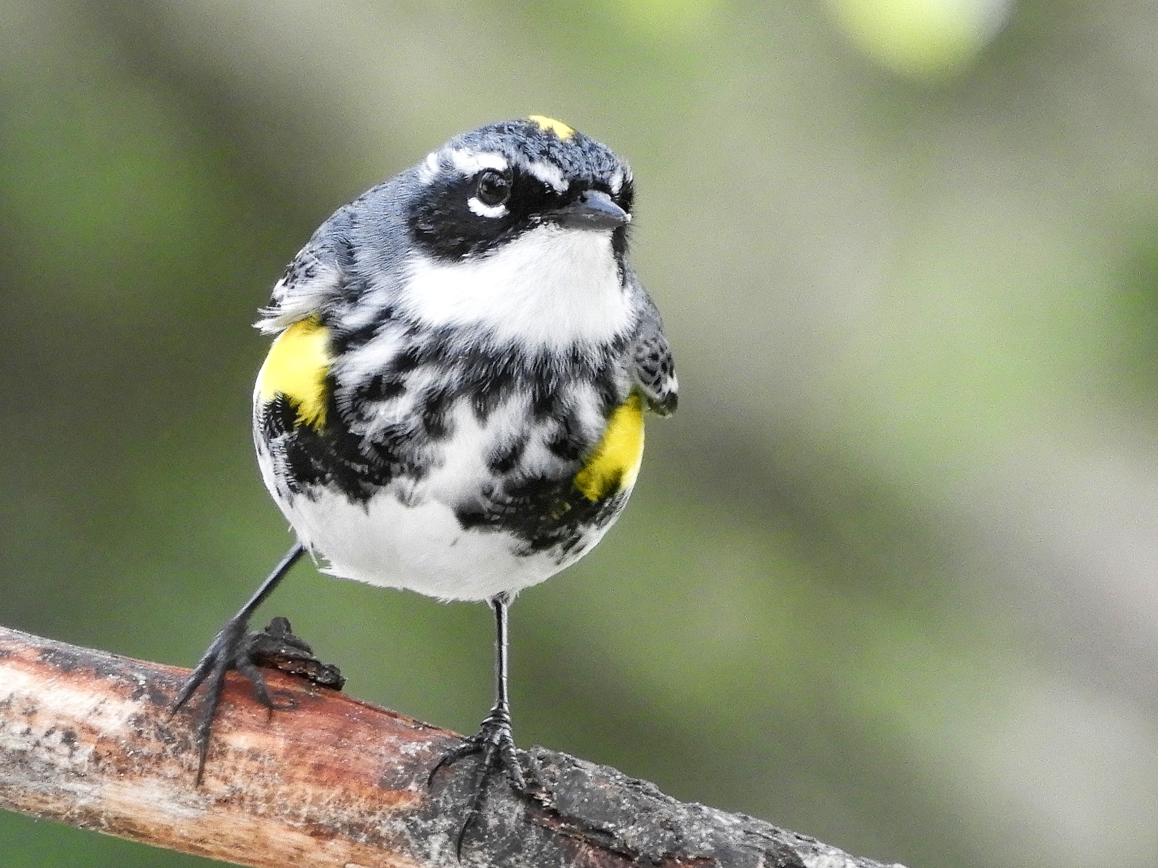 Yellow Rumped Warbler