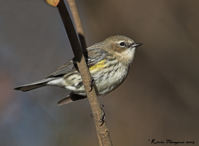 Yellow-rumped Warbler