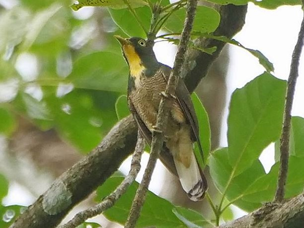 Yellow Throated Cuckoo.