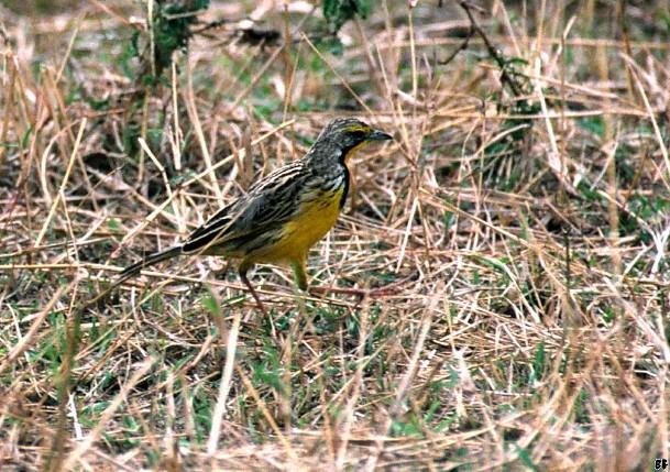 Yellow throated Longclaw