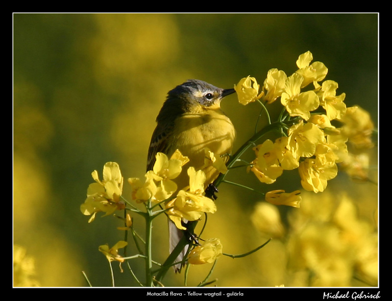 Yellow wagtail in rapeseed field