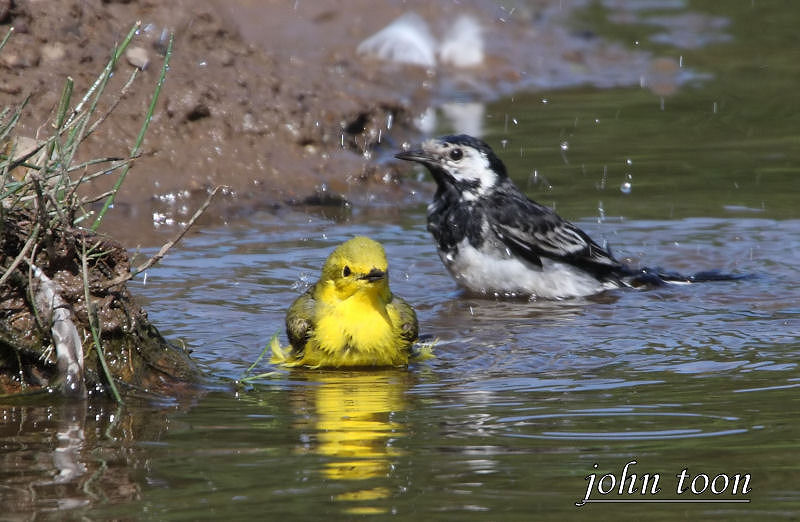 yellow wagtail + pied wagtail