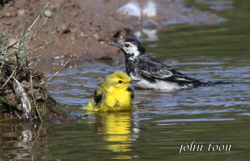 yellow wagtail + pied wagtail