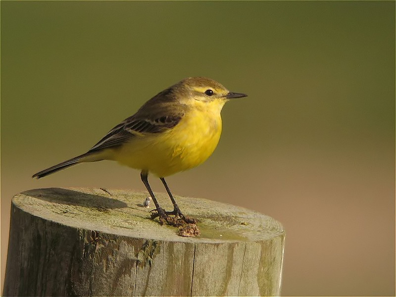 Yellow Wagtail