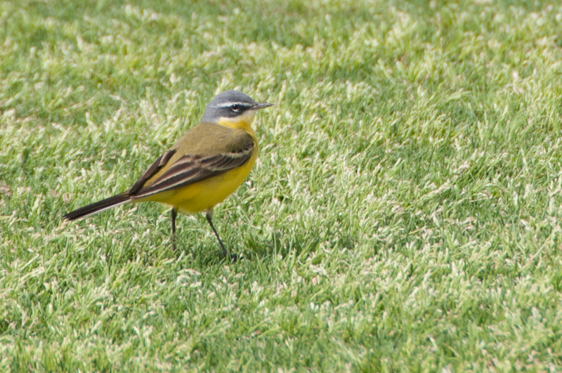 Yellow Wagtail