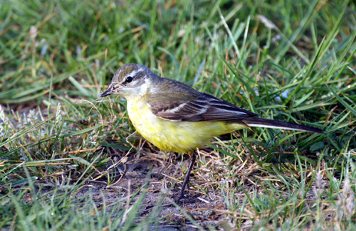 Yellow Wagtail