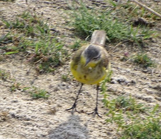 Yellow Wagtail