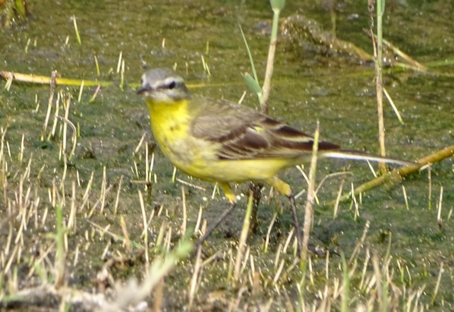 Yellow Wagtail