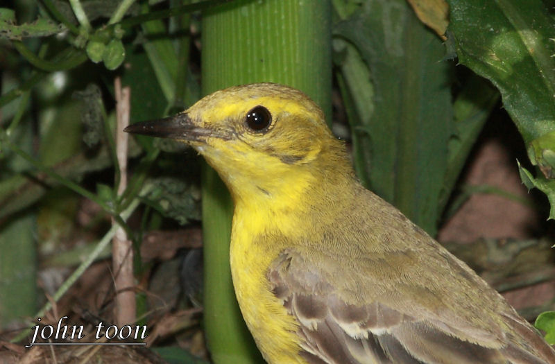 yellow wagtail