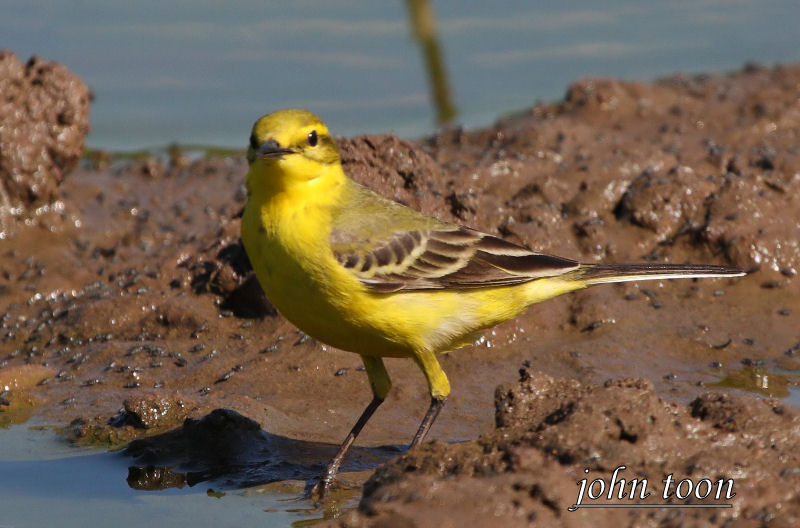 yellow wagtail