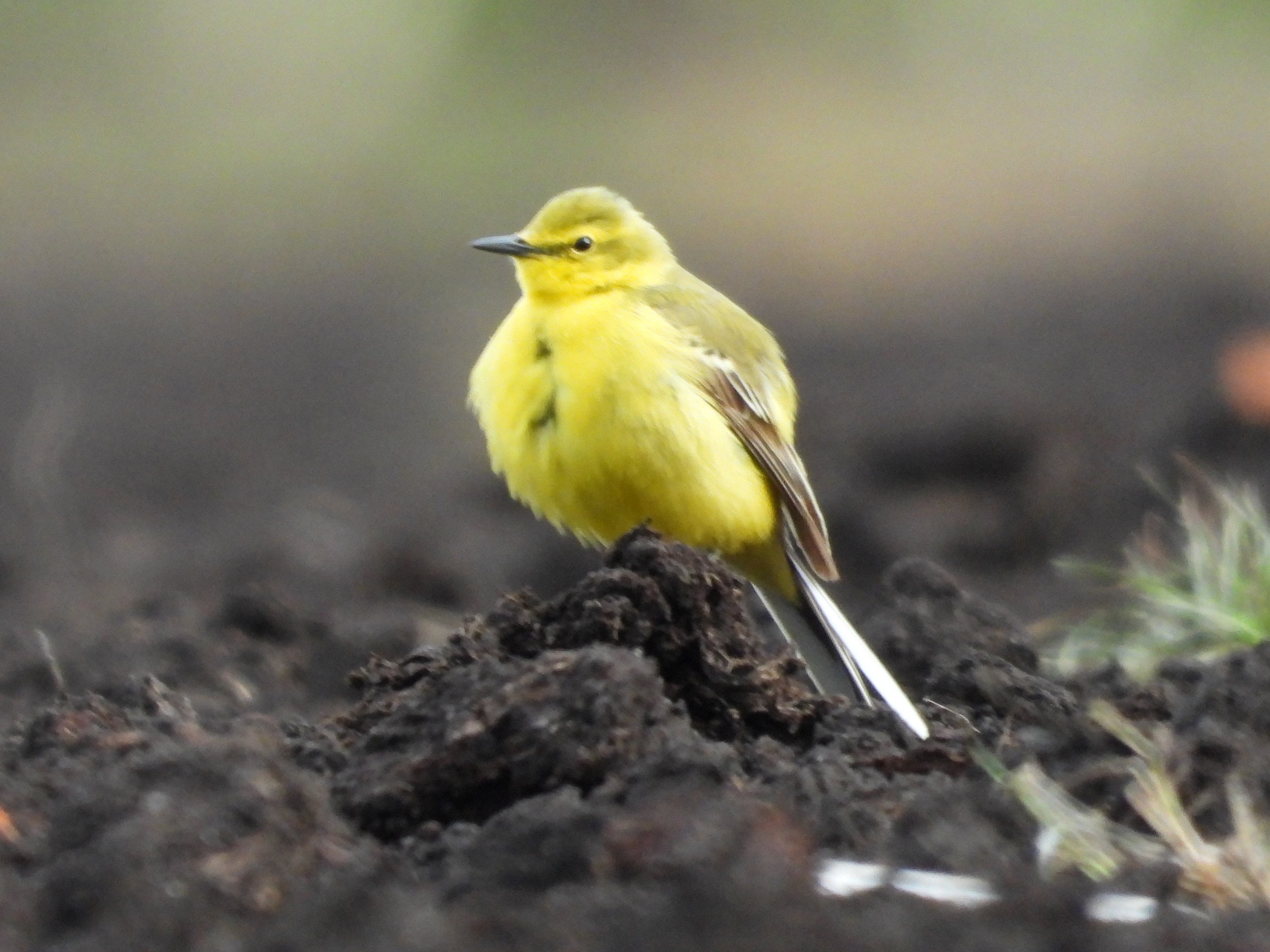 Yellow Wagtail