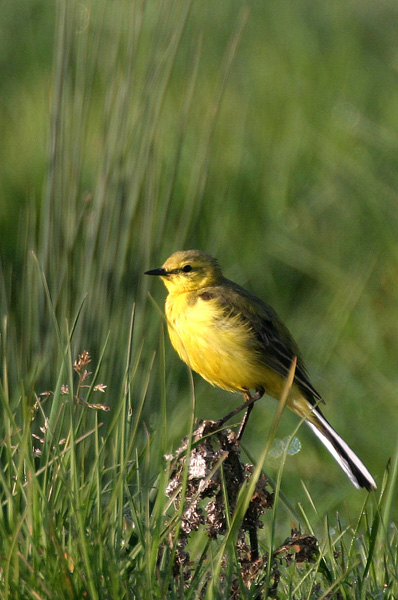 Yellow Wagtails are back