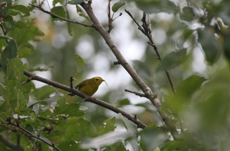 Yellow Warbler Eating Silk Worm