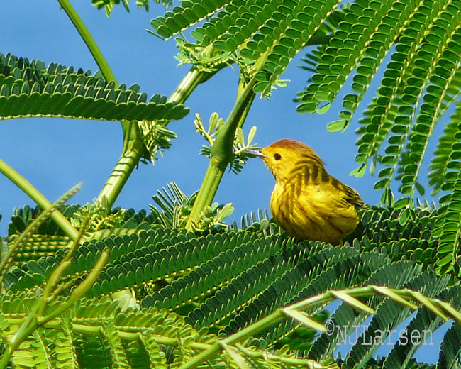 Yellow Warbler, Male