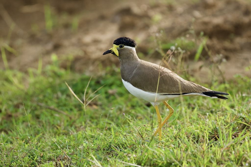 Yellow-wattled Lapwing