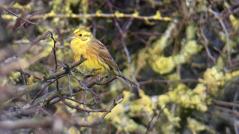 Yellowhammer (Emberiza citrinella)