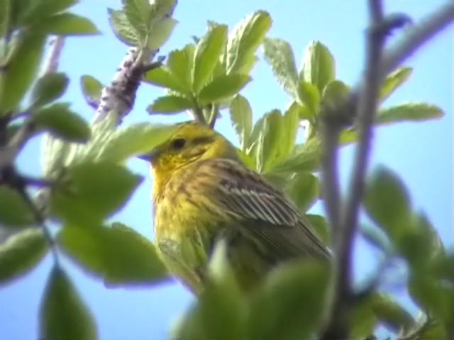 Yellowhammer