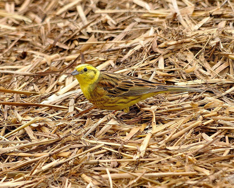 Yellowhammer