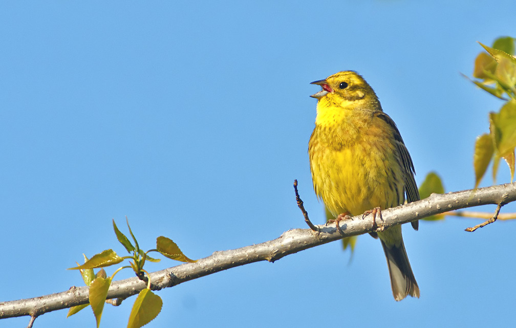 Yellowhammer