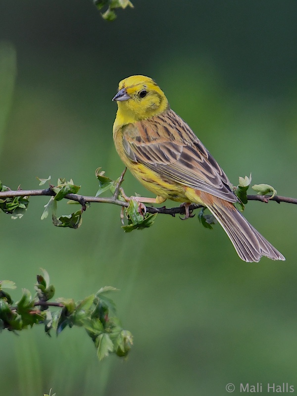 Yellowhammer