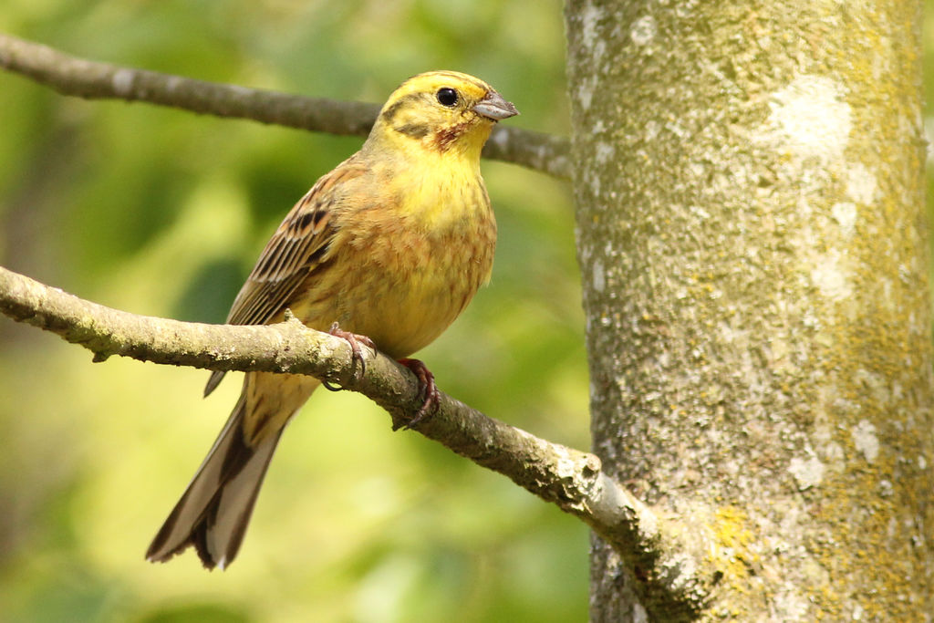 yellowhammer