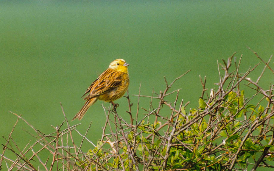 Yellowhammer